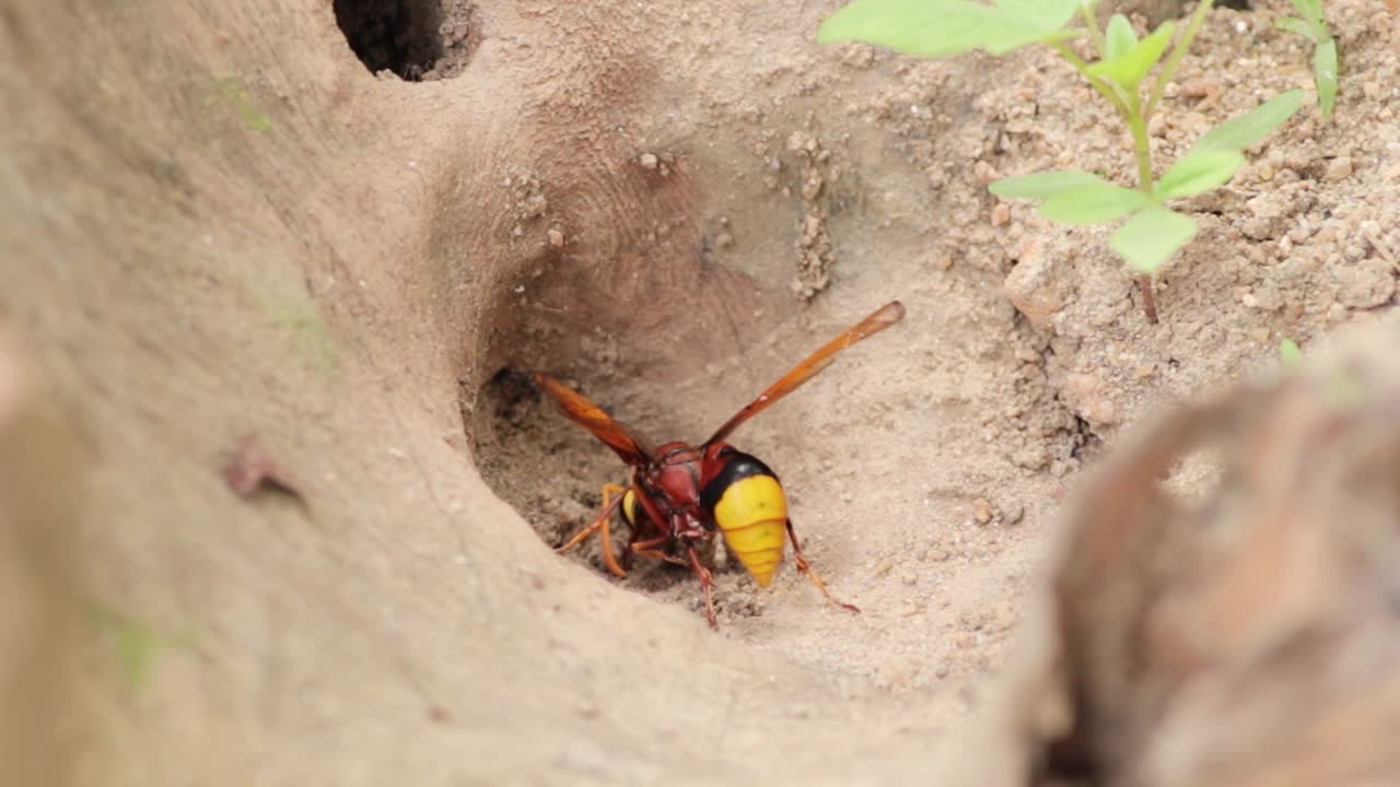 la avispa de barro recoge barro para construir el nido, cierra la macro detrás del clip de cámara lenta de bicho amarillo y marrón, recoge la suciedad y rueda como una pelota, y la lleva de vuelta al nido