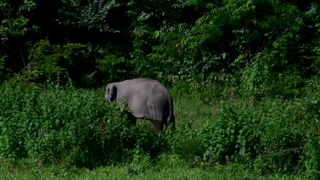 The-Asiatic-Elephants-are-endangered-species-and-they-are-also-residents-of-Thailand