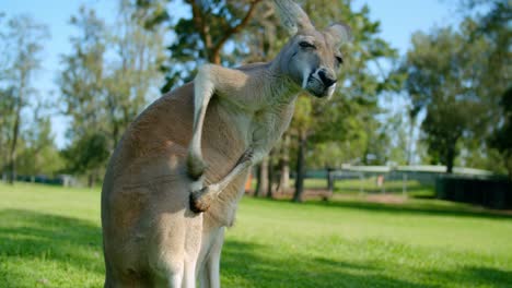 a red-necked wallaby scratching its right leg while standing on the green grass at lone pine koala sanctuary in brisbane, australia - closeup shot