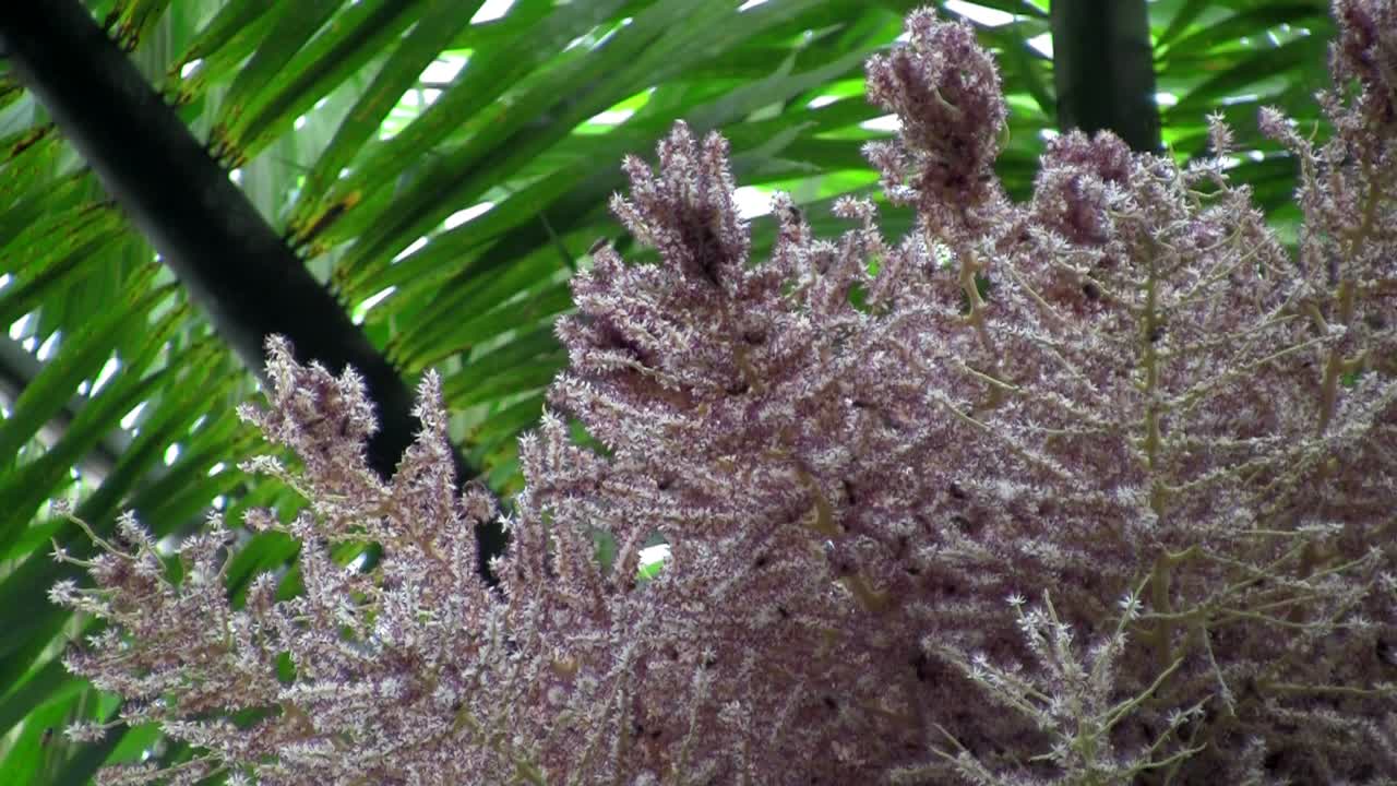 꿀벌은 꽃이 만발한 덤불에 모여