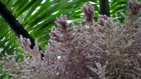 las abejas se congregan en un arbusto en flor