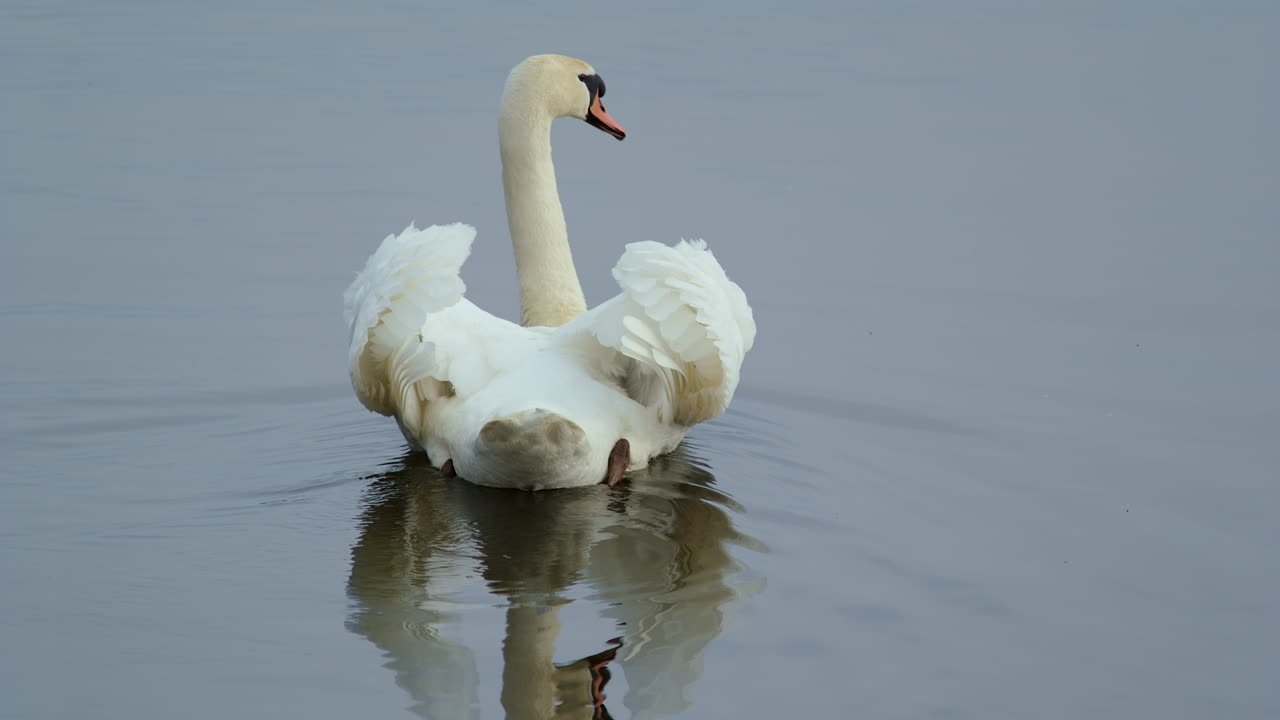 Serene slow-motion capture of swans floating on calm morning waters