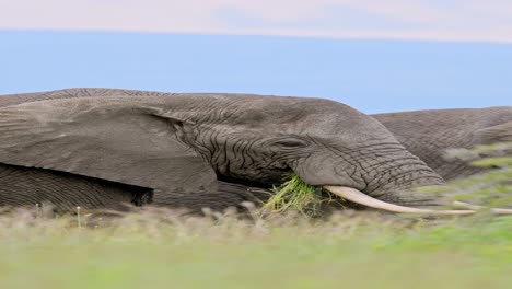 African-Elephant-Close-Up-in-Africa,-Vertical-Animal-Video-for-Social-Media,-Instagram-Reels-and-Tiktok-of-Elephants-in-Tanzania-in-Ngorongoro-Conservation-Area-at-Ndutu-National-Park-on-Safari