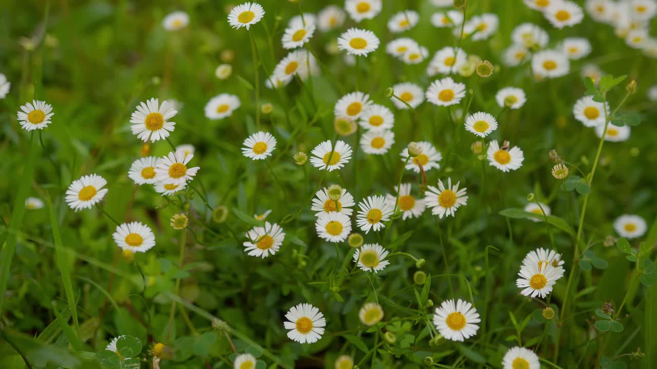 Static wide shot of vibrant common daisy flowers swaying gently in garden at Lake Como, Italy (Lago di Como, Italia)