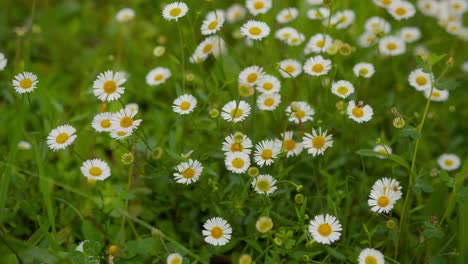 static wide shot of vibrant common daisy flowers swaying gently in garden at lake como, italy (lago di como, italia)