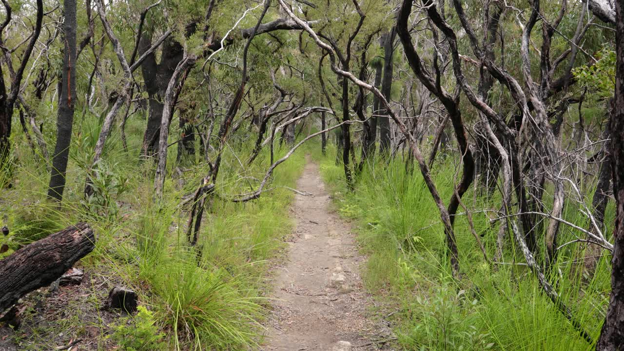Handheld Footage of burnt trees along the Dave's Creek Circuit walk in Lamington National Park, Gold Coast Hinterland, Australia