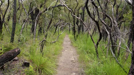 imágenes de mano de árboles quemados a lo largo del circuito de dave's creek en el parque nacional de lamington, el interior de la costa de oro, australia