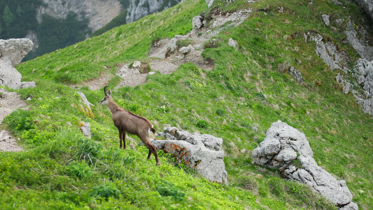 Alpine ibex female on mountain peak in Triglav National Park, Julian Alps