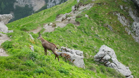 alpine ibex female on mountain peak in triglav national park, julian alps