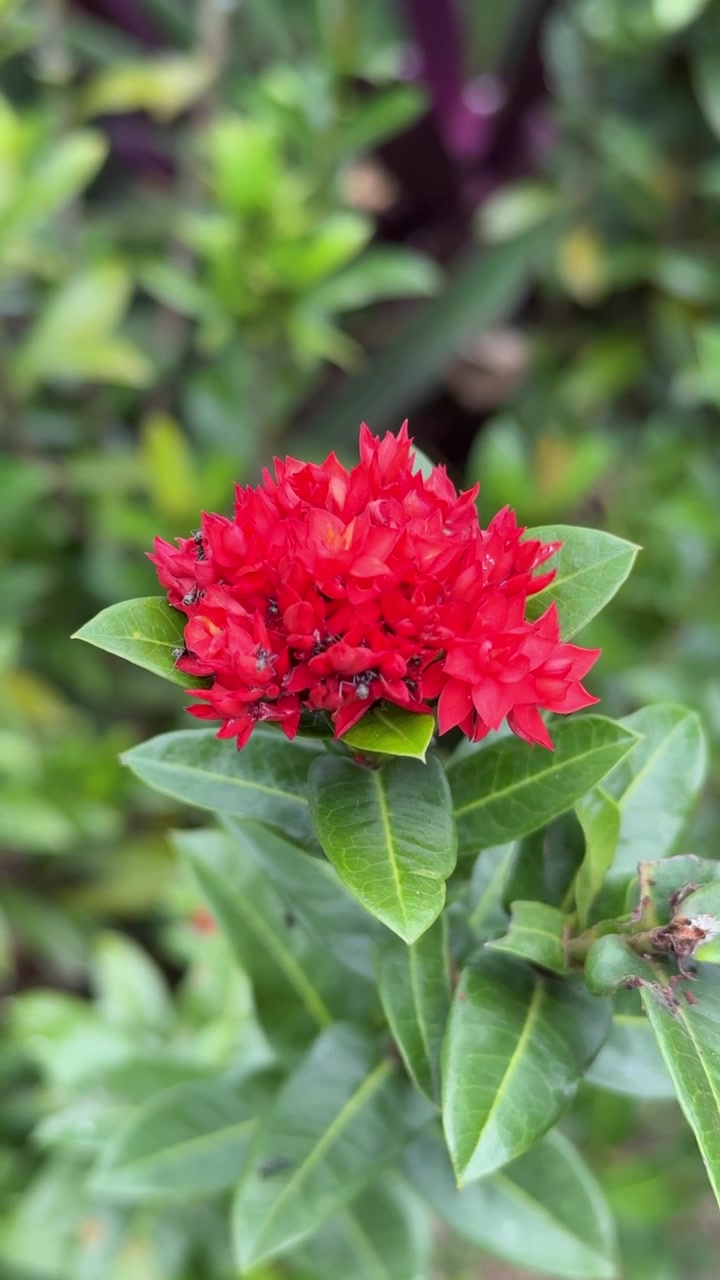 Fiore di Ixora rosso vivace in un giardino