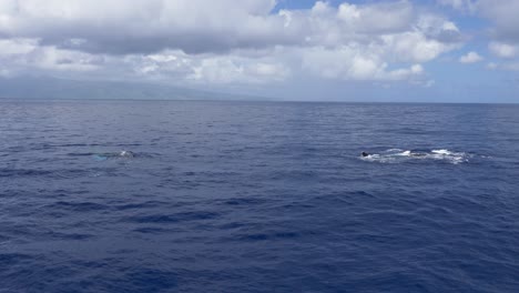 Aleta-Pectoral-De-Ballena-Jorobada-Bofetada-Tiro-Amplio-Maui,-Hawaii