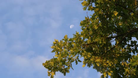 oak under a sunset with the moon in the blue sky in slowmotion with clouds ans lot of leaves in france