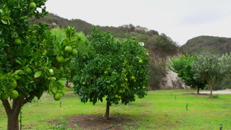 Shot-of-lemon-and-lime-trees-with-plenty-of-fruit-growing-on-them-with-lush-green-hills-in-the-background
