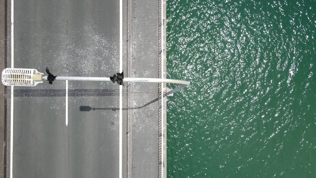 두 마리의 휴식하는 바다새가 도시 다리 위에 있는 어 있는 거리 조명에서 날아갑니다.