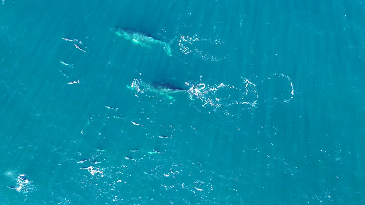 Drone aerial bird's-eye shot of beautiful dolphin pod swimming and playing with humpback whales Pacific Ocean Central Coast NSW Australia 4K