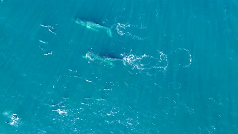 Drone-aerial-bird's-eye-shot-of-beautiful-dolphin-pod-swimming-and-playing-with-humpback-whales-Pacific-Ocean-Central-Coast-NSW-Australia-4K