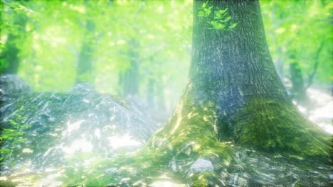 sunbeams shining through natural forest of beech trees