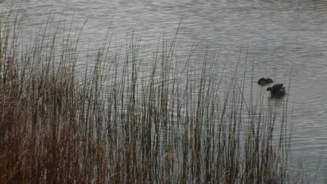 ducks in pond bathing and pruning