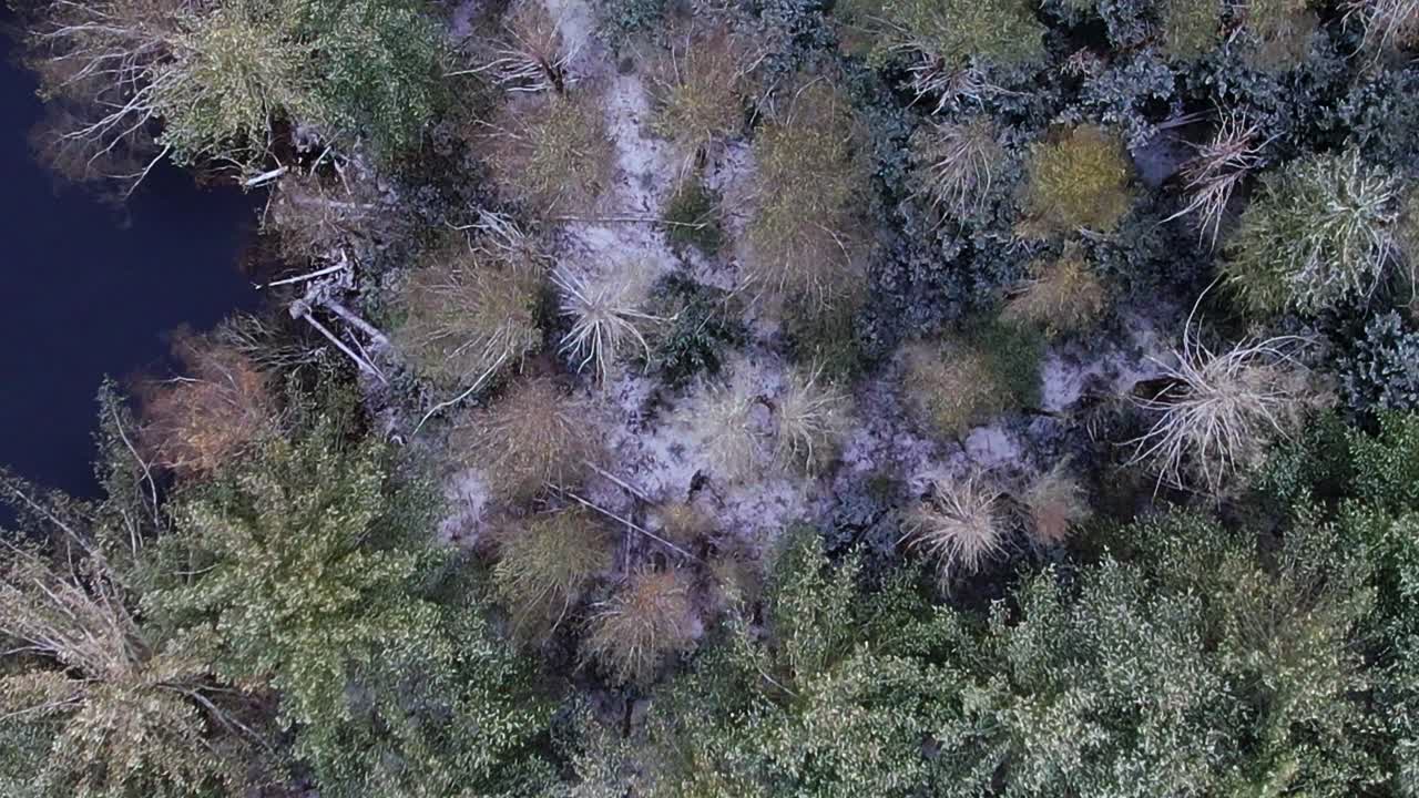 imágenes de video de ojo de pájaro de arriba hacia abajo de drones aéreos de un bosque de pinos nevados en las montañas apalaches