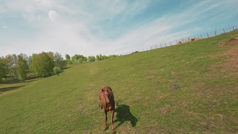 hermoso caballo con una estrella en la cabeza frena con fuerza en el pasto