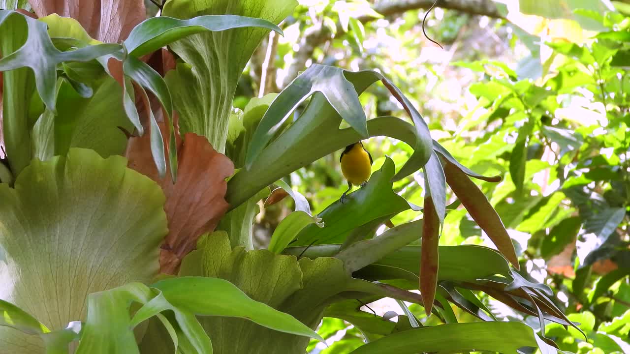 Small songbird with bright yellow plumage perched among lush green tropical foliage in Colombian rainforest. Natural wildlife moment of vibrant colors and biodiversity of South American jungle.