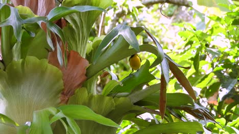 small songbird with bright yellow plumage perched among lush green tropical foliage in colombian rainforest. natural wildlife moment of vibrant colors and biodiversity of south american jungle.