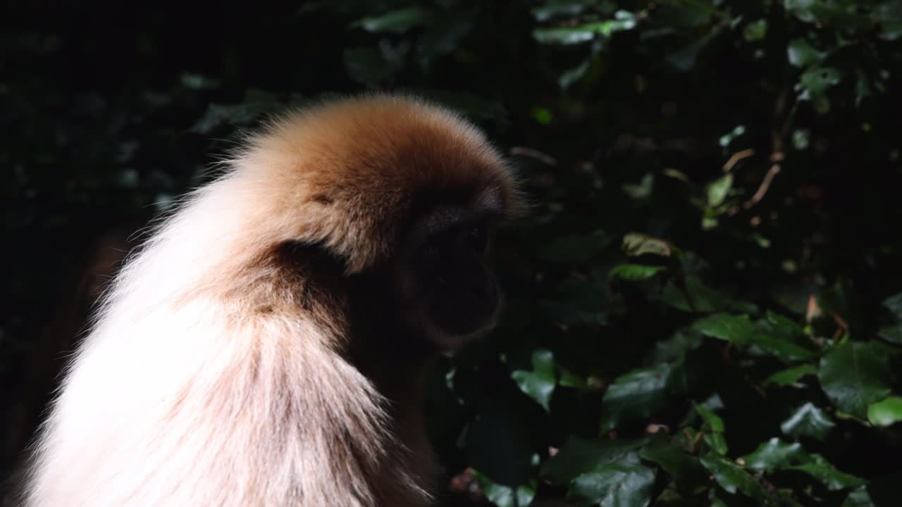 mono observando su entorno. detalle de la cabeza del mamífero, cara escondiendo información sombra. animales en el parque safari, sudáfrica