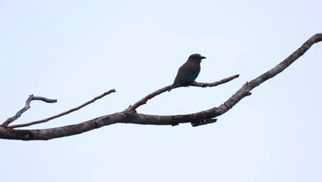 Gesehen,-Wie-Er-Seinen-Kopf-Bewegt,-Während-Die-Kamera-Vor-Der-Dunkelheit-Herauszoomt,-Indochinesischer-Roller-Coracias-Affinis,-Nationalpark-Kaeng-Krachan,-Thailand