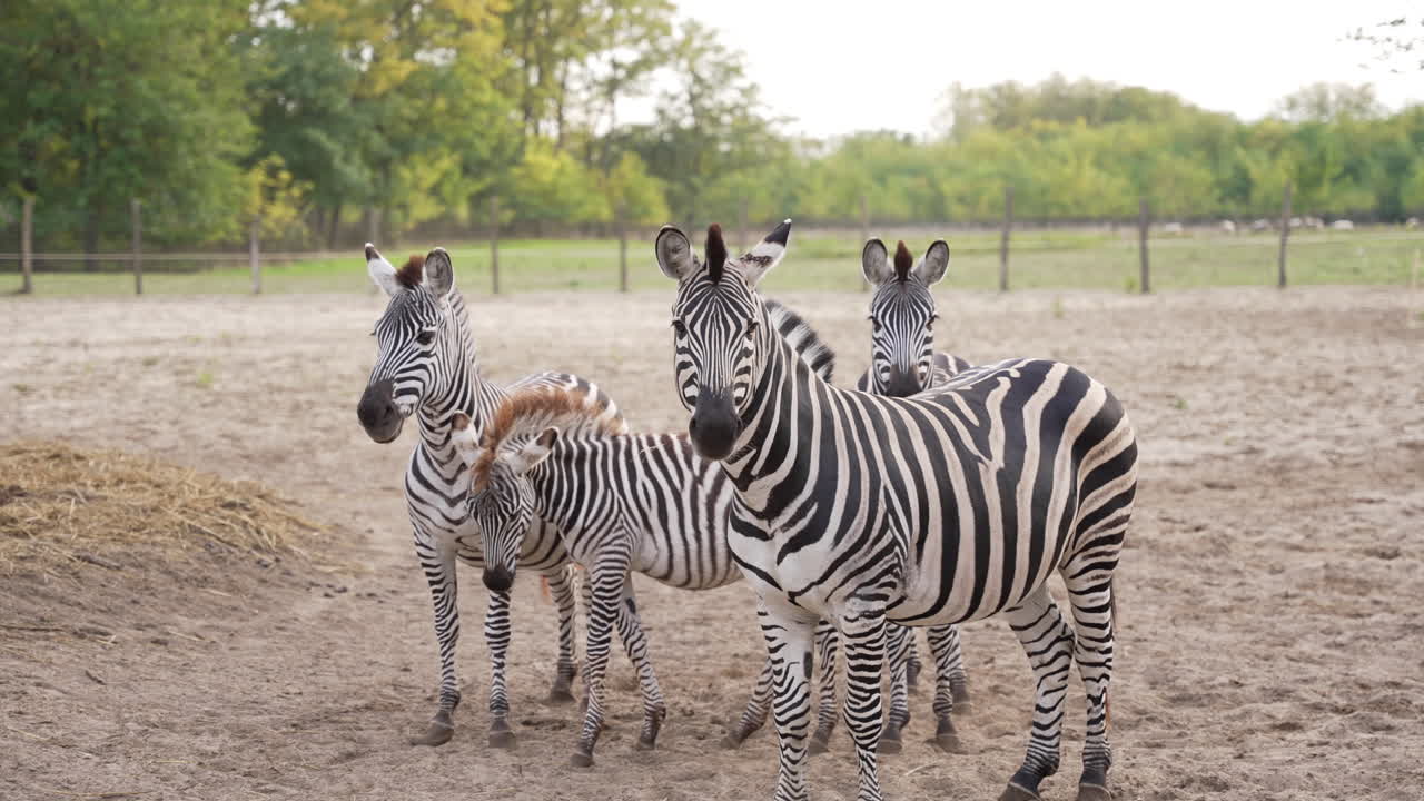 Famiglia di zebre che fissano la telecamera al rallentatore
