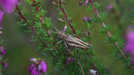 saltamontes en la planta de brezo de la campana en el brezo de las tierras bajas