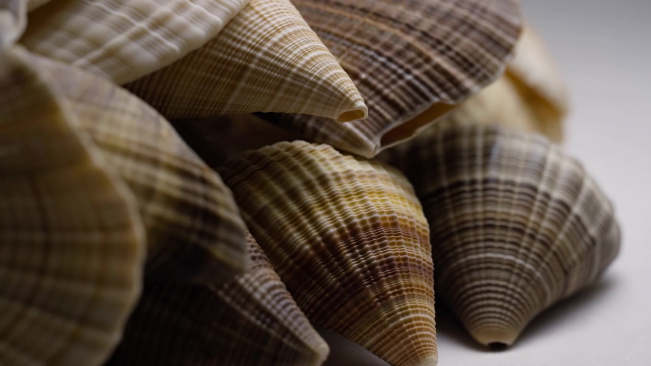 Camera movement gradually tightens on layered seashells, emphasizing fine ridges, cream and brown banding, overlapping forms, soft light, and blurred foreground against clean white background.