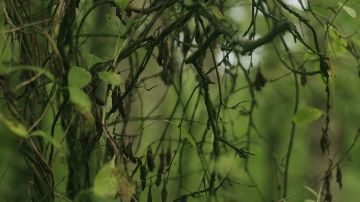 Primo piano di rami pendenti in una foresta vicino a Sankt Peter-Ording, flora e fauna tipiche delle dune