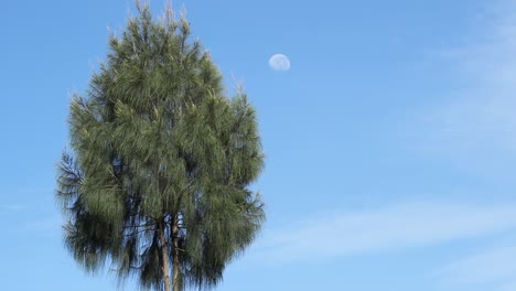 Un-Pino-Con-Un-Fondo-De-Eclipse-Lunar-Y-Un-Cielo-Azul-Brillante