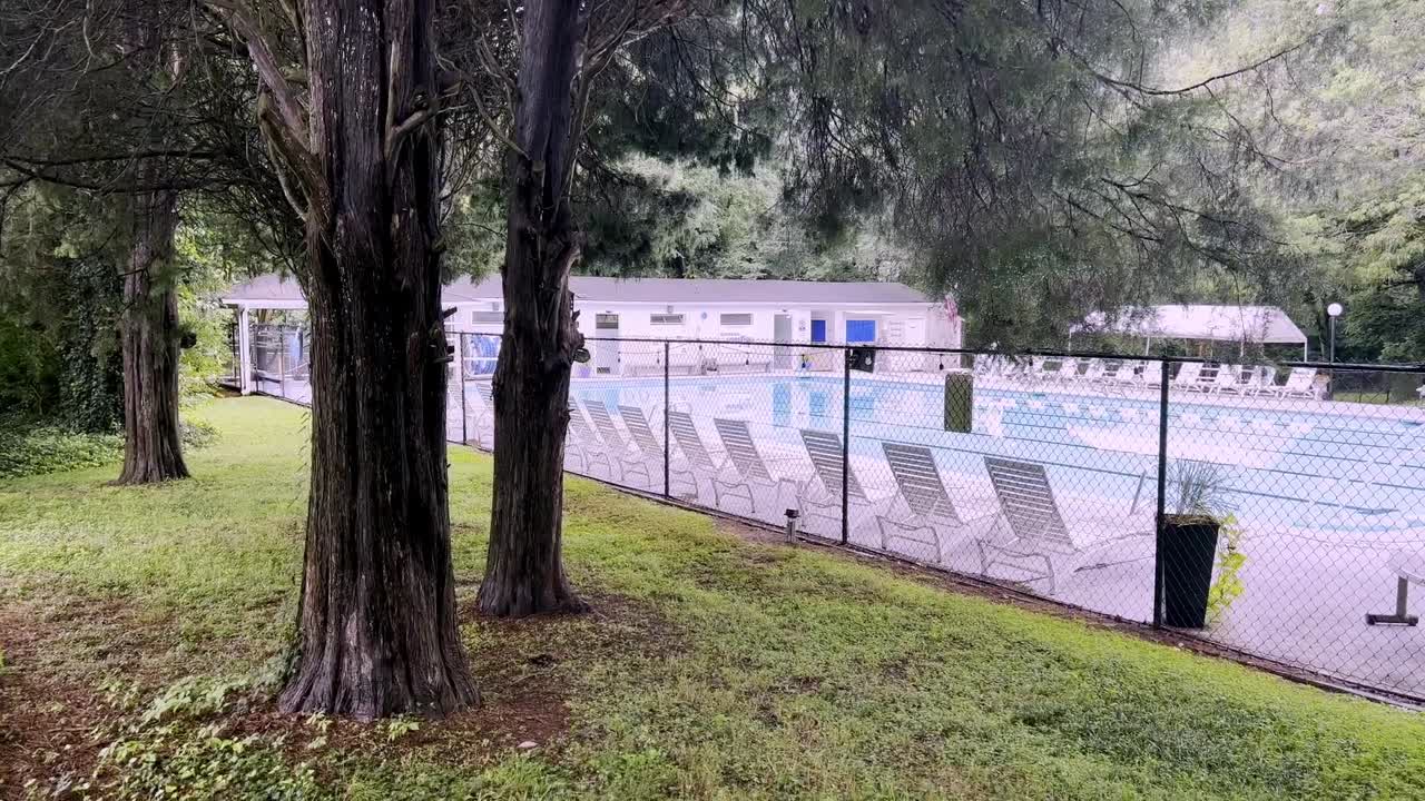 빗속의 소나무와