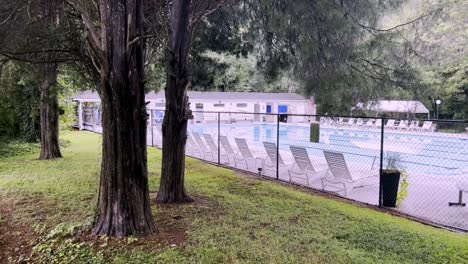 con pinos bajo la lluvia