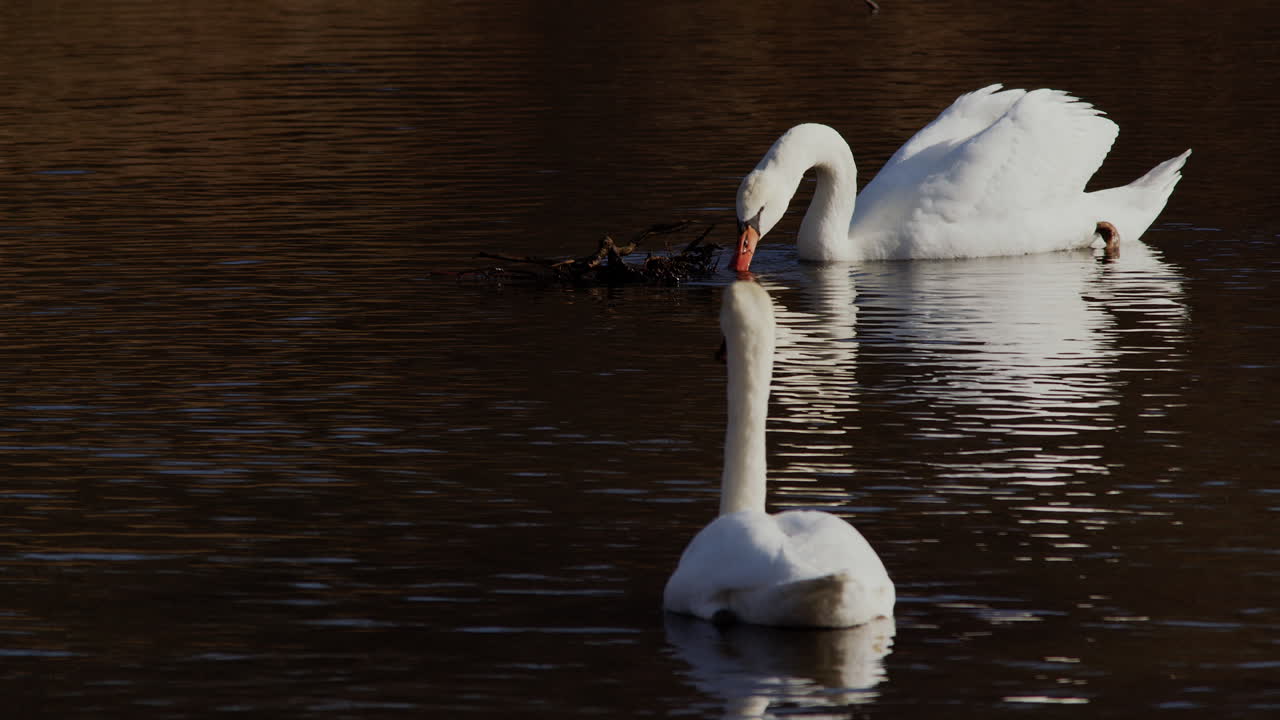 Graceful feeding swans in the golden morning, captured in slow-mo.