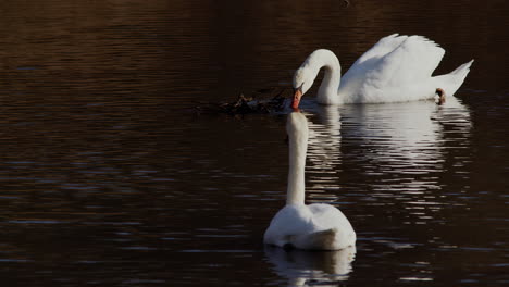 graceful feeding swans in the golden morning, captured in slow-mo.
