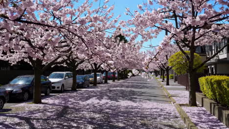 cherry blossom lined street in spring