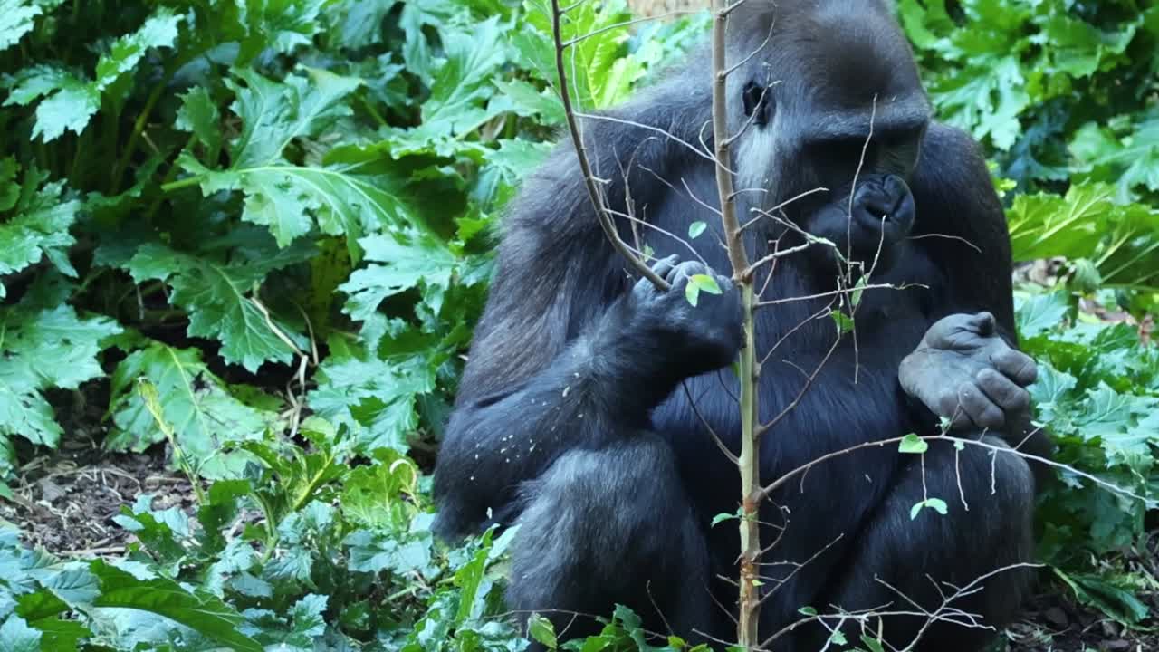 En stærk primat sidder roligt midt i tæt, grøn vegetation, mens den omhyggeligt spiser tynde grene