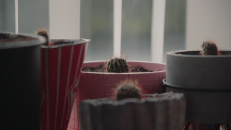 cerrar mini cactus recién trazado se riega con una botella de spray en una tabla de madera cerca de la ventana