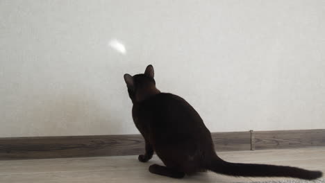 funny brown kitten playing indoors. burmese cat trying to catch light spot moving on a wall. domestic pet in the room.
