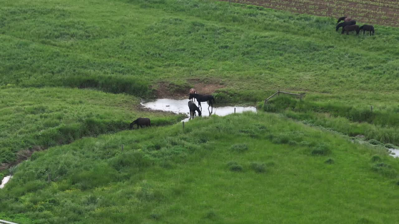 Aerial zoom shot of horses in small pond drinking water on american farm. Green grass fields in american countryside.