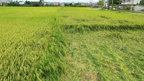 aerial drone video - bird eye view of rice paddy field crops and grains, some damaged by typhoon - farming agriculture at doliu city taiwan