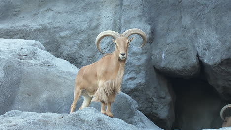 bighorn rocky mountain sheep ram during spring