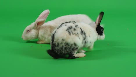 two rabbits on green screen