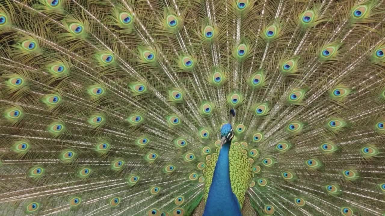 Tilting down shot of peacock with feathers on display