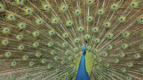 tilting down shot of peacock with feathers on display