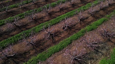 drone shot photo of agricultural fields paddy cultivation israel, golan heights, mevo hama coconut trees plantain banana aerial view top angle bright sunny day beautiful scenery natural rural area