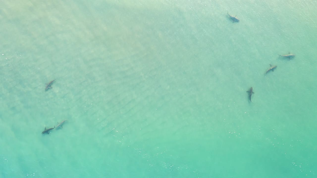 파란색 바다 물에 있는 상어