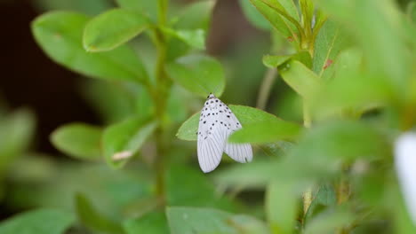 Agrisius-Guttivitta-Weiße-Motte-Mit-Schwarzen-Flecken-Sitzt-Und-Fliegt-Von-Einer-Grünen-Pflanze-In-Südkorea-Weg